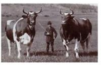 Buckland Historical Society Meeting, Program & Pie Social